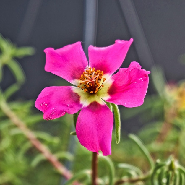 Photo un gros plan de la fleur de rose rose