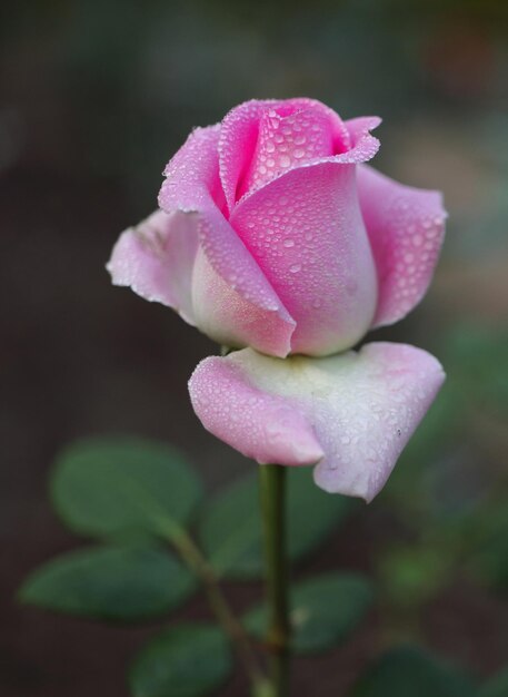 Un gros plan de la fleur de rose rose