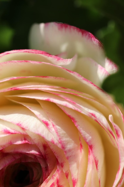 Un gros plan de la fleur de rose rose