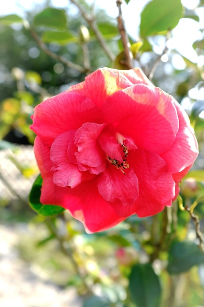 Un gros plan de la fleur de rose rose