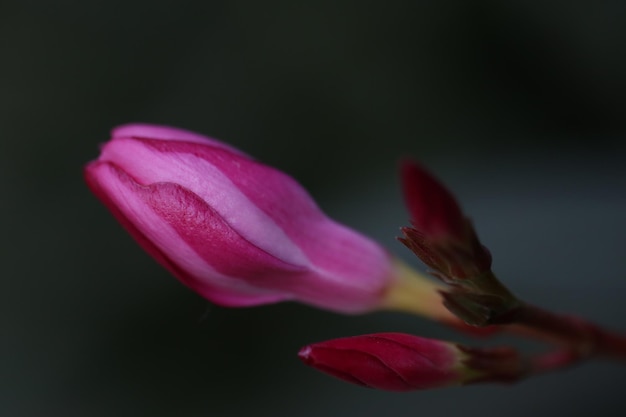 Photo un gros plan de la fleur de rose rose