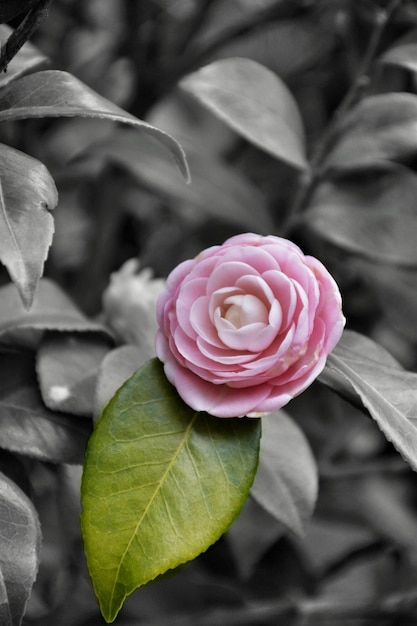 Photo un gros plan de la fleur de rose rose