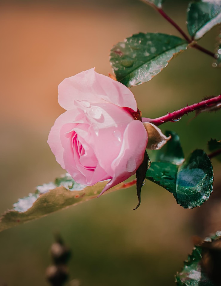 Photo un gros plan de la fleur de rose rose