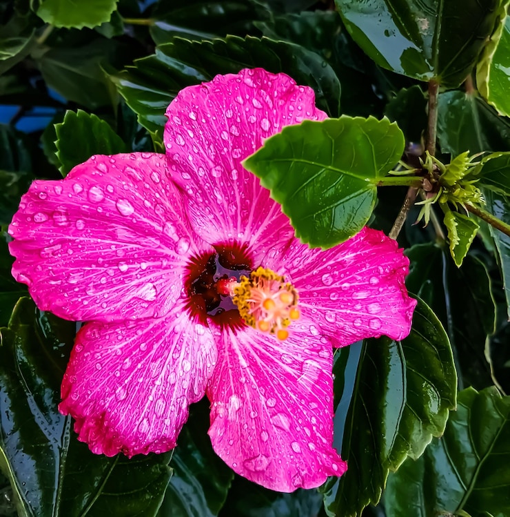 Photo un gros plan de la fleur de rose rose