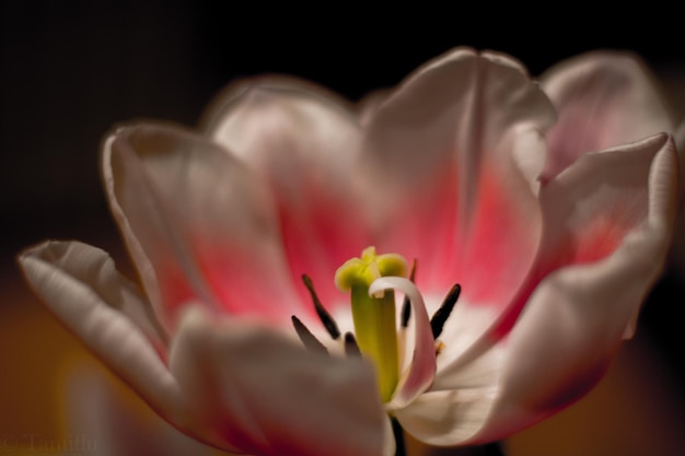 Un gros plan de la fleur de rose rose