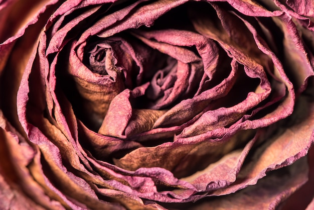 Gros plan de fleur rose rouge séchée.