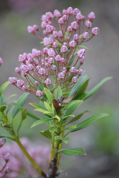 Un gros plan de la fleur rose