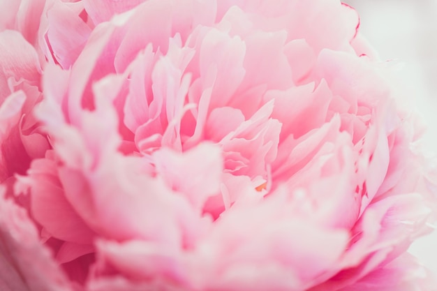 Un gros plan de la fleur rose