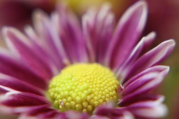 Un gros plan de la fleur rose