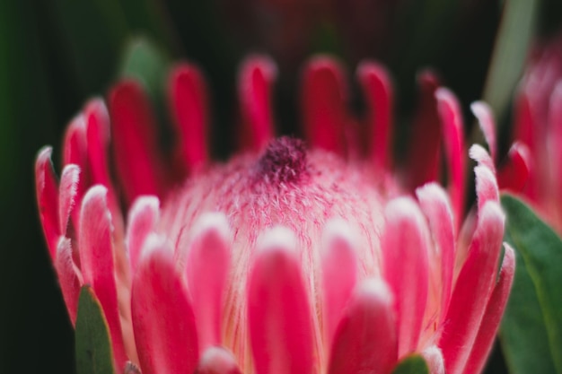 Un gros plan de la fleur rose