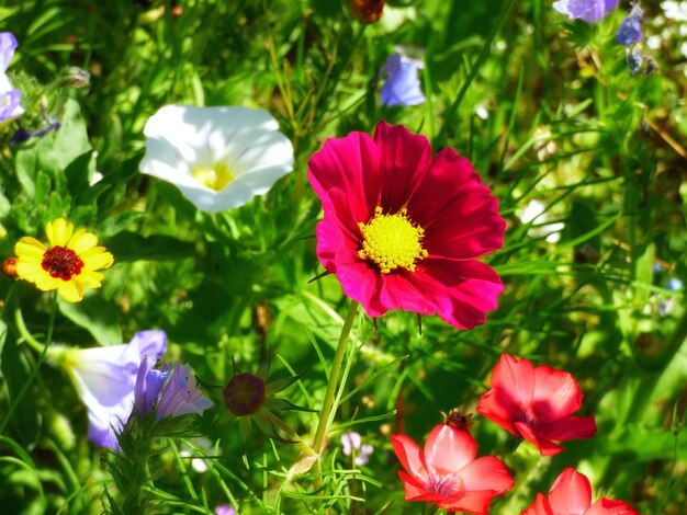 Photo un gros plan de la fleur rose