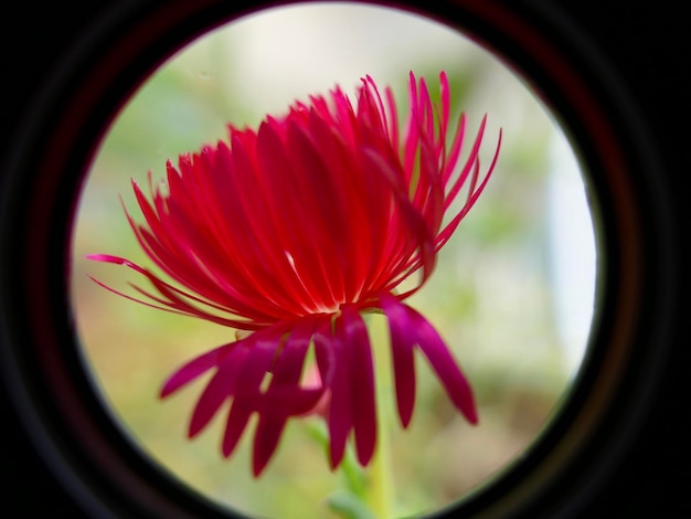 Photo un gros plan de la fleur rose