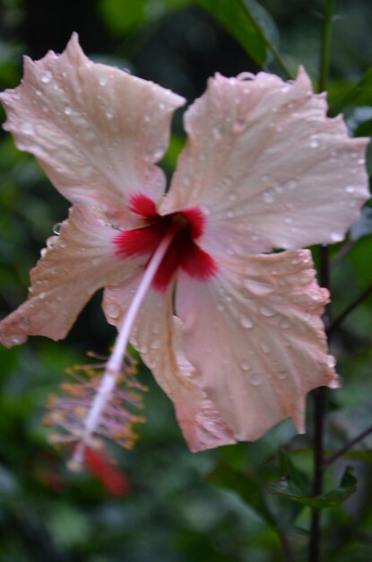 Photo un gros plan de la fleur rose