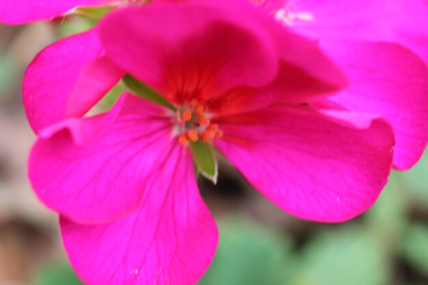 Un gros plan de la fleur rose