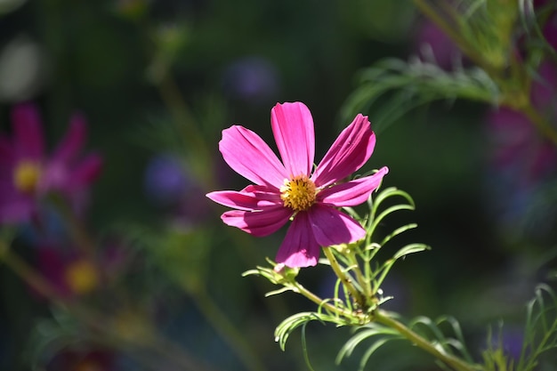 Un gros plan de la fleur rose