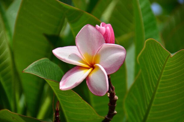 Un gros plan de la fleur rose