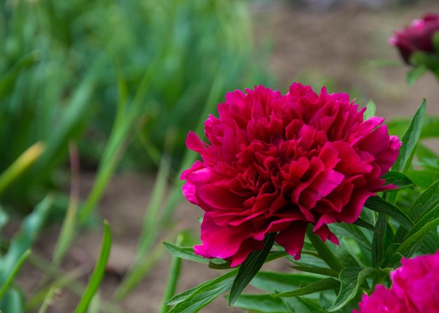 Photo un gros plan de la fleur rose