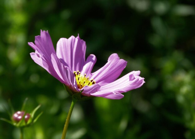 Photo un gros plan de la fleur rose