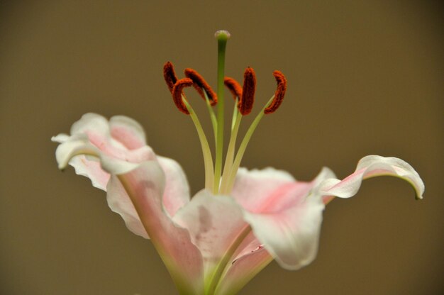 Photo un gros plan de la fleur rose