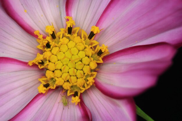 Un gros plan de la fleur rose