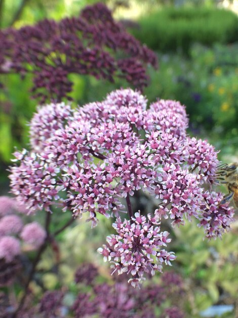 Un gros plan de la fleur rose