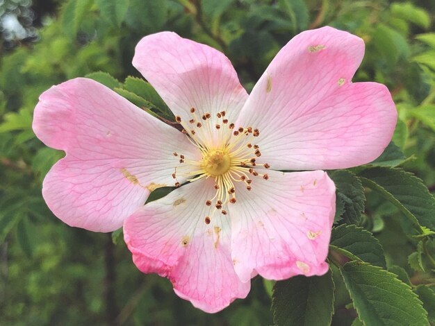 Photo un gros plan de la fleur rose