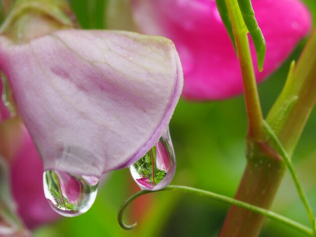 Photo un gros plan de la fleur rose