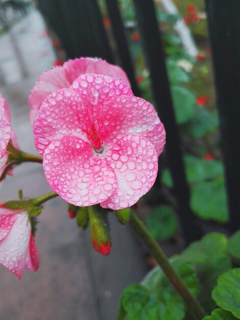 Photo un gros plan de la fleur rose