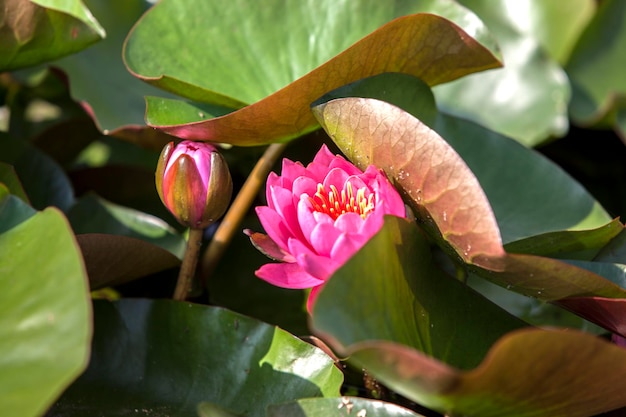 Un gros plan de la fleur rose