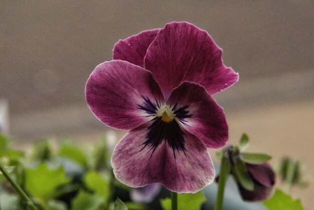 Photo un gros plan de la fleur rose