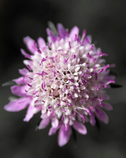 Un gros plan de la fleur rose
