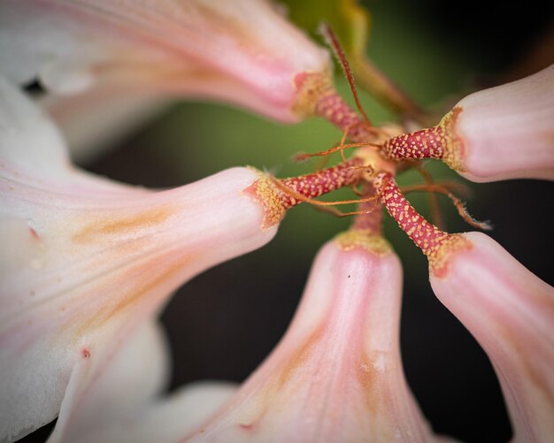 Un gros plan de la fleur rose