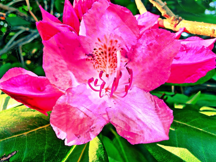 Photo un gros plan de la fleur rose