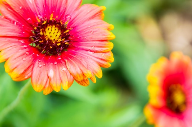 Un gros plan de la fleur rose