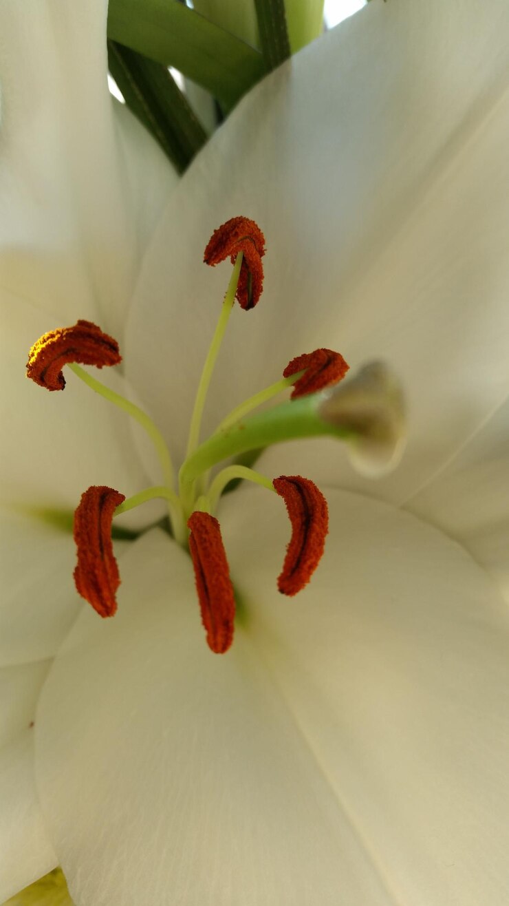 Photo un gros plan de la fleur rose
