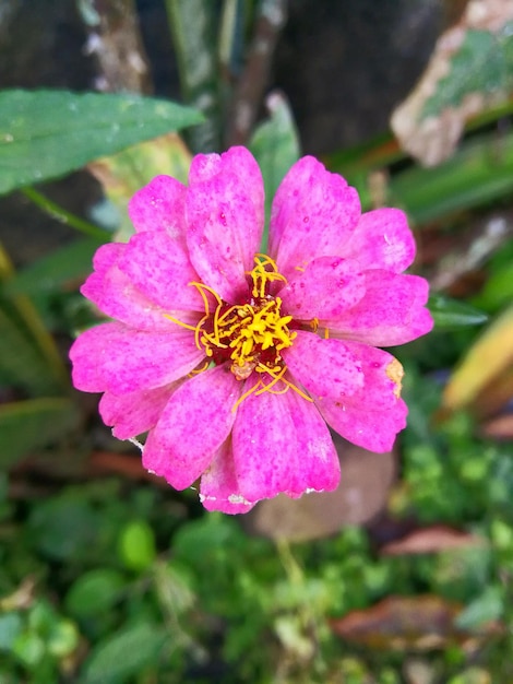 Photo un gros plan de la fleur rose