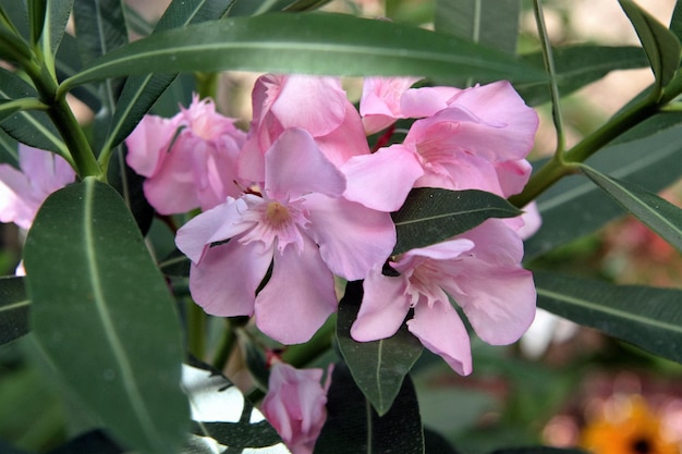 Un gros plan de la fleur rose