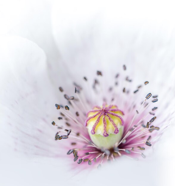 Photo un gros plan de la fleur rose