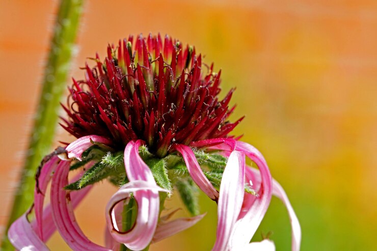 Photo un gros plan de la fleur rose