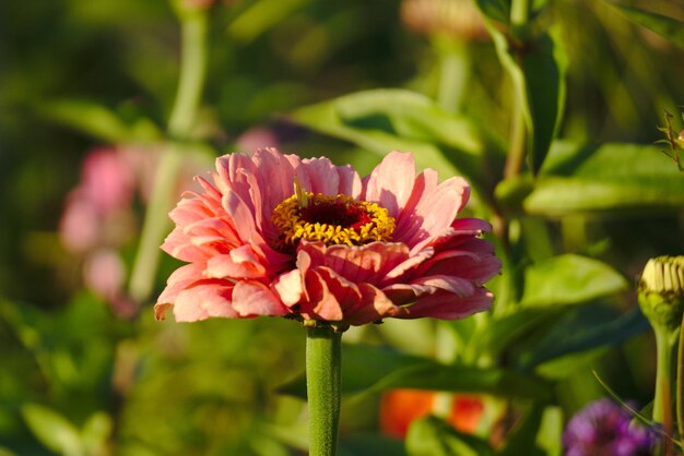 Photo un gros plan de la fleur rose