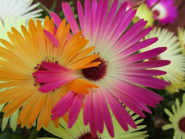 Photo un gros plan de la fleur rose