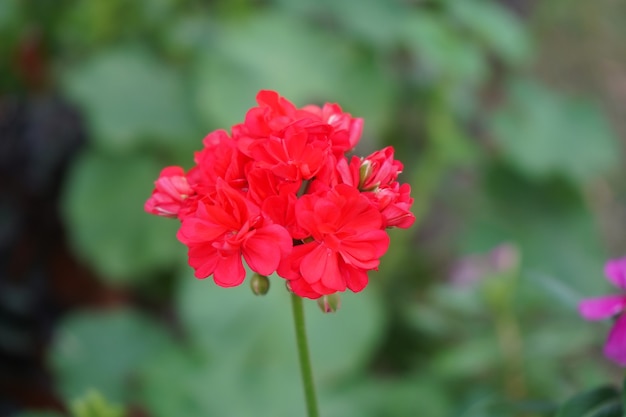 gros plan d'une fleur rouge avec arrière-plan estompé