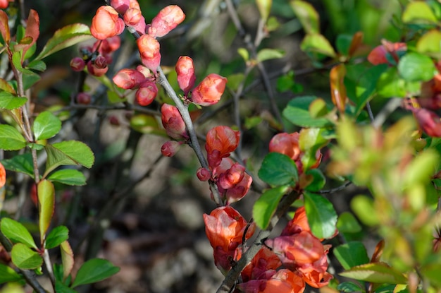 Un gros plan d'une fleur rouge avec les feuilles d'un buisson en arrière-plan