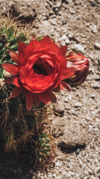 Gros plan de la fleur rouge en fleurs de cactus fond d'écran mobile