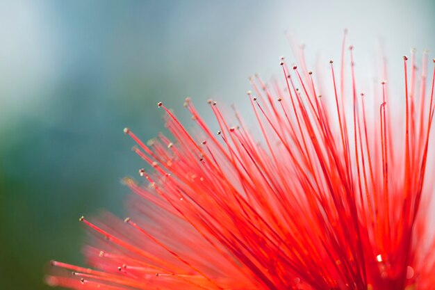 Gros plan de fleur rouge. Gros plan de la partie intérieure d'une fleur rouge.