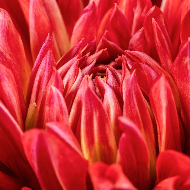 Photo gros plan fleur rouge macro nature