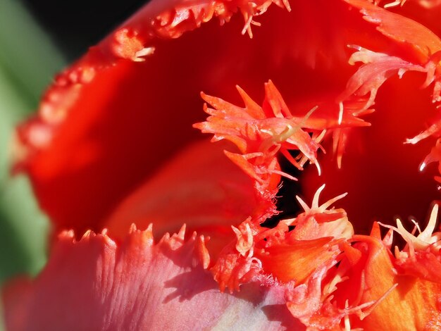 un gros plan d'une fleur rouge avec le mot dessus