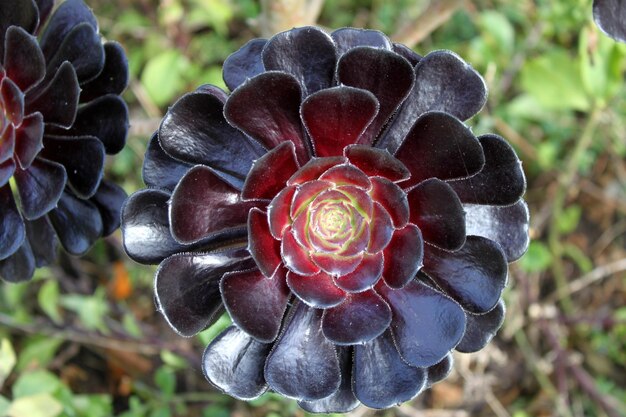 Gros plan d'une fleur rouge poussant sur une plante