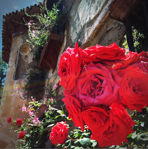 Un gros plan de la fleur rouge