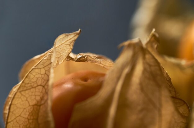 Un gros plan d'une fleur séchée avec le mot " dessus "